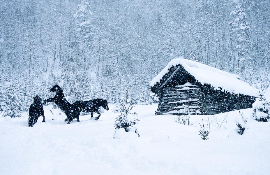 Tre dølahester leker i snøen hos Vera Gjersøe