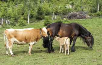 Hestemelk er søtere enn kumelk, og det liker vestlandsk fjordfekalven