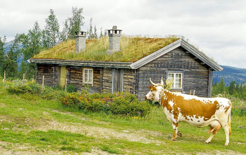 Telemarksku på Gålaseteren i Østerdalen
