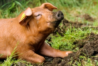 Duroc grisunge nyter livet