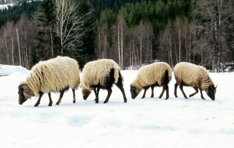 Villsau på vinterbeite