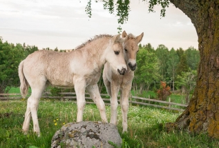 To fjordingføll i ivrig samtale