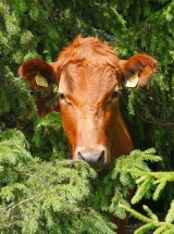 Ut av skogen kom en vestlandsk raukolle