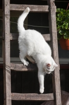 Stiger ingen hindring