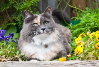 Vakre pusekatten i blomsterbedet