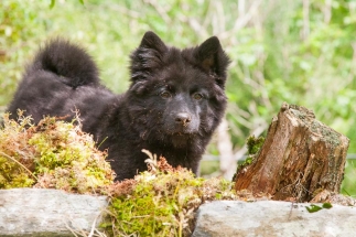 Lapphundvalpen Embla graver ned maten sin