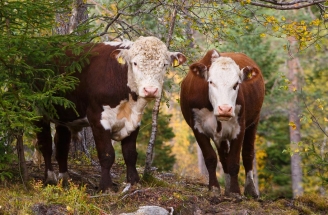 Herr og fru Hereford på Voss