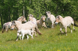 Hingsteslepp på Voss