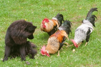 To orange italienske haner og en sølvhalset sammen med lapphunden Embla