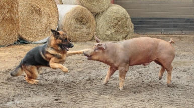 En må være to til tango - schaefer og gris.