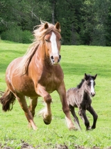 Full galopp med Meringa Lena og føllet Meringa Mona