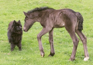 Lapphunden Embla snuser på dølaføllet